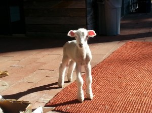 Our little wether, Cupertino.